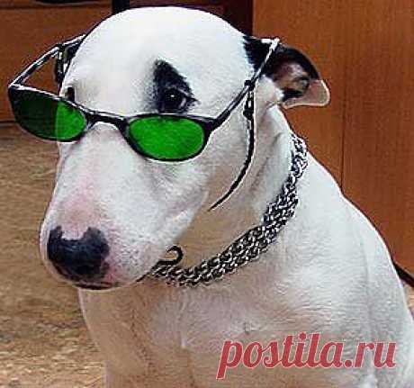 Бультерьер