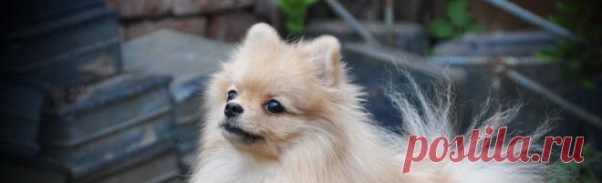 Щенки померанского шпица помет А | Питомник Карамель Фэнтези