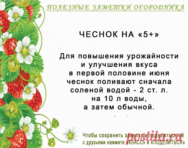 КОПИЛОЧКА ОГОРОДНИКА!
Сохраните и поделитесь с друзьями!
#✒ЗаметкиОгородника✒