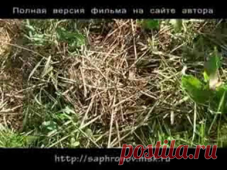 01  Огород в Родовом поместье (плоскорез)