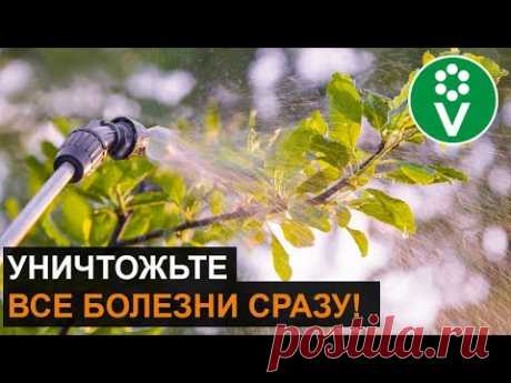 Обработайте ТАК сад ПЕРЕД ЗИМОЙ! Классический рецепт искореняющей обработки