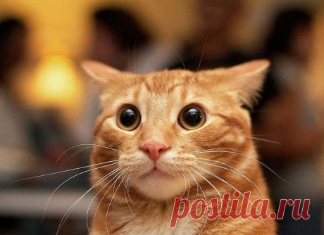 20 удивлённых животных, которые в шоке от происходящего