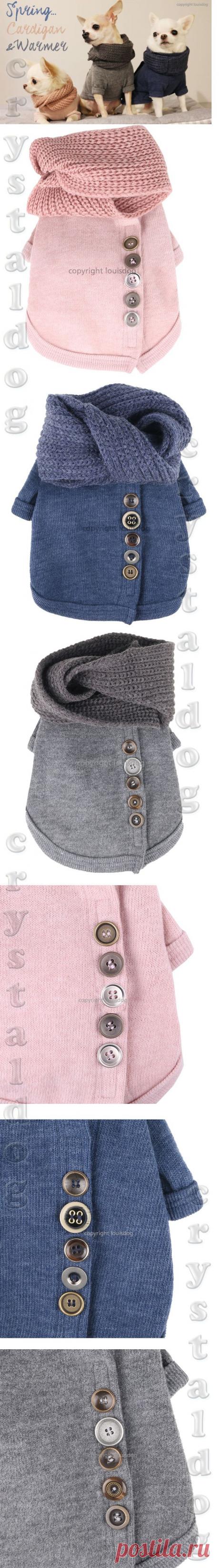 Чихуахуа фото в одежде (1553 LD) - ТОЛСТОВКИ ДЛЯ СОБАК, КОФТОЧКИ ДЛЯ СОБАК - ОДЕЖДА ДЛЯ СОБАК - Crystaldog