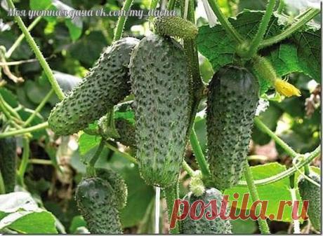 ЭФФЕКТИВНЫЕ МЕТОДЫ БОРЬБЫ С ВРЕДИТЕЛЯМИ ОГУРЦА 
Сохраните, чтобы не потерять!

Паутинный клещ - это наиболее опасный вредитель для тепличных огурцов. Живет он и питается на нижней стороне листьев, оплетая их поверхность тонкой паутиной. Он также повреждает перец, баклажаны, томаты, петрушку. В местах питания клещей появляются отдельные светлые точки. Чем больше клещей, тем больше точек, в результате весь лист оказывается покрытым пятнами, приобретая "мраморный" вид. Сильно...