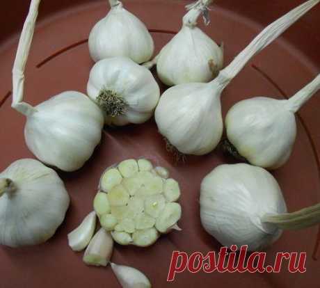 О ЯРОВОМ ЧЕСНОКЕ