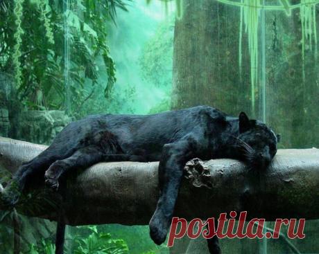 Черный всегда в тренде