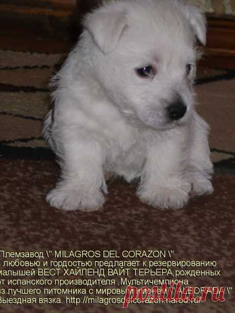 Племзавод &quot; MILAGROS DEL CORAZON &quot; c любовью и гордостью предлагает к резервированию малышей ВЕСТ ХАЙЛЕНД ВАЙТ ТЕРЬЕРА - 1 мальчика и 3 девочек ,рожденных от испанского производителя ,Мультичемпиона из лучшего питомника с мировым именем &quot; ALBORADA&quot;
