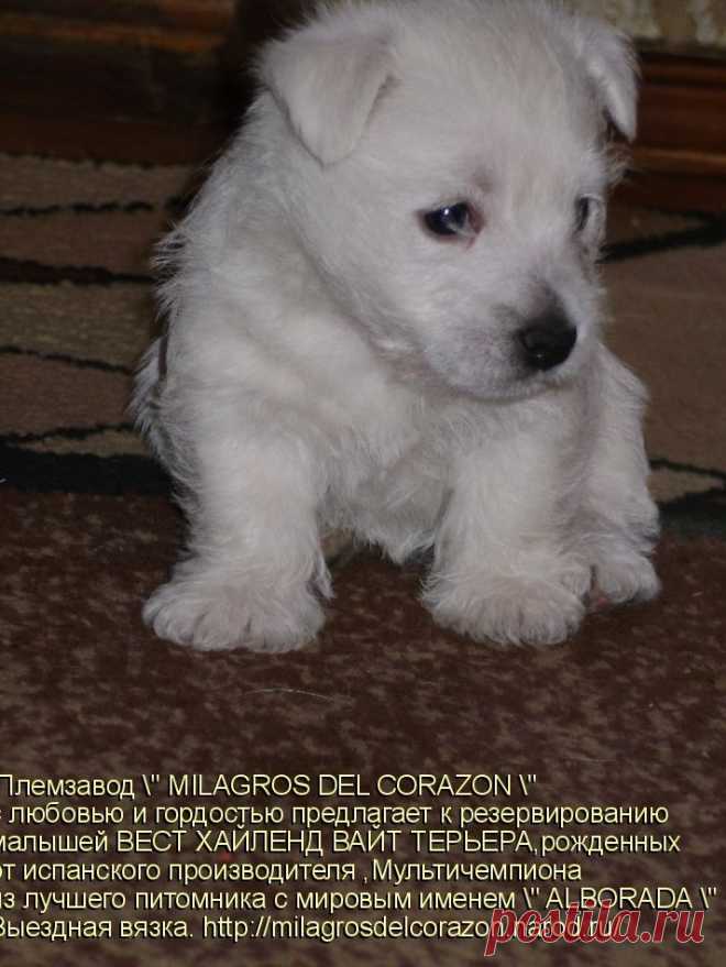 Племзавод " MILAGROS DEL CORAZON " c любовью и гордостью предлагает к резервированию малышей ВЕСТ ХАЙЛЕНД ВАЙТ ТЕРЬЕРА - 1 мальчика и 3 девочек ,рожденных от испанского производителя ,Мультичемпиона из лучшего питомника с мировым именем " ALBORADA"