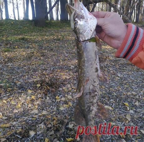 донская щука