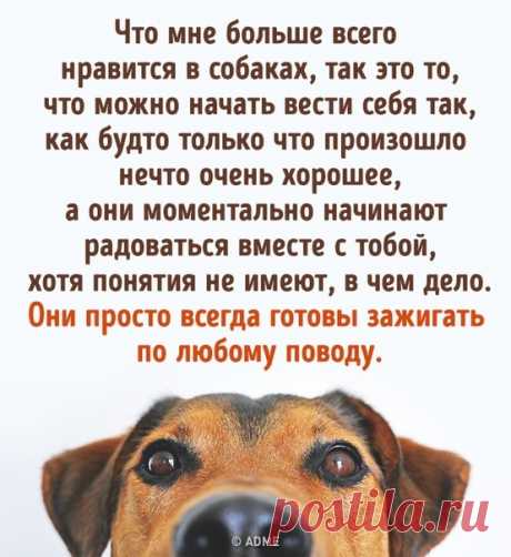 20 фото собак, способных исцелить от любой грусти: bit.ly/39YSTRl: