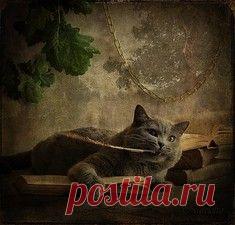 Самый прелестный котик с маленькими клыками / Surfingbird знает всё, что ты любишь