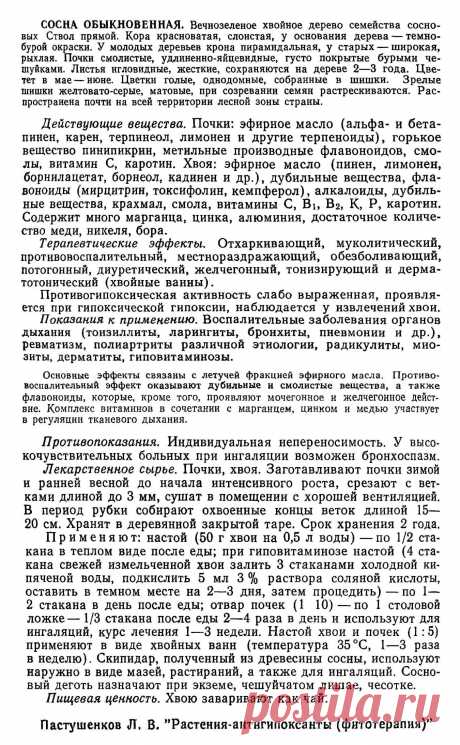 Сосна обыкновенная