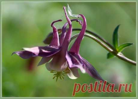 фото: Аквилегия | фотограф: Vlasenko Anna | WWW.PHOTODOM.COM