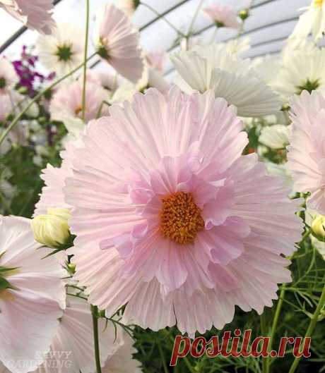 В мире чувств - как в букете цветов...
Всегда есть один цветок, который в твоих глазах отражается по особенному.

© Н. Гумилев