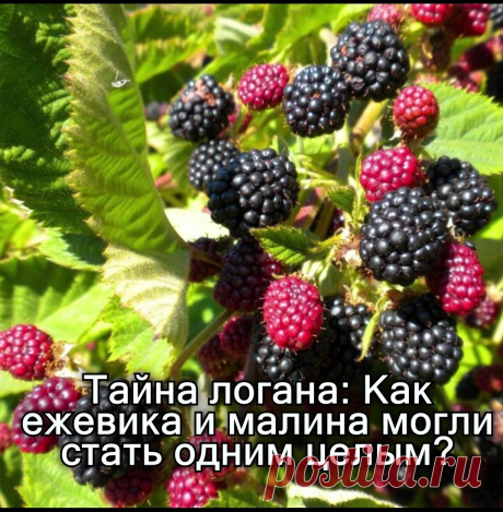 История ежемалины