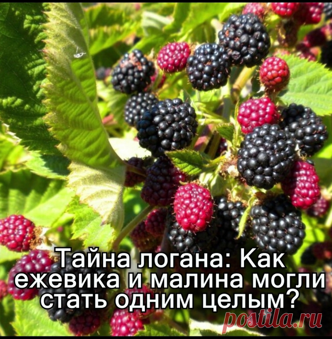 История ежемалины