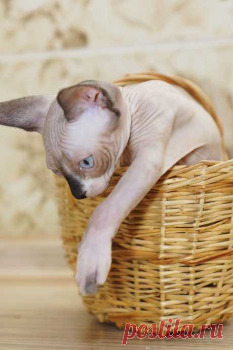 Канадский Сфинкс