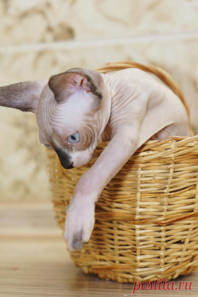 Канадский Сфинкс