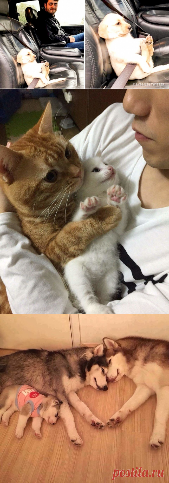 27 фотографий кошек и собак, которые заставят вас забыть обо всех проблемах