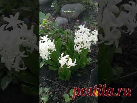 Первоцветы в весеннем саду