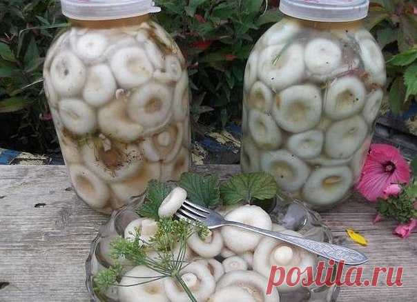 8 ВКУСНЫХ РЕЦЕПТОВ ЗАСОЛКИ ГРУЗДЕЙ! 

1. Грузди, соленые на зиму. простой рецепт без добавления специй. 

Для того чтобы приготовить грузди по этому старому и простому рецепту, нужно взять: 

Соль крупная - 250 грамм; 
Грузди - 5 килограмм вымоченных грибов; 

Собранные вами грузди нужно сначала хорошо почистить, убрать все места, которые вам 
кажутся подозрительными. 
Червивые участки нужно срезать, а также не оставлять те места, в которые есть проколы от хвои. 
После нуж...