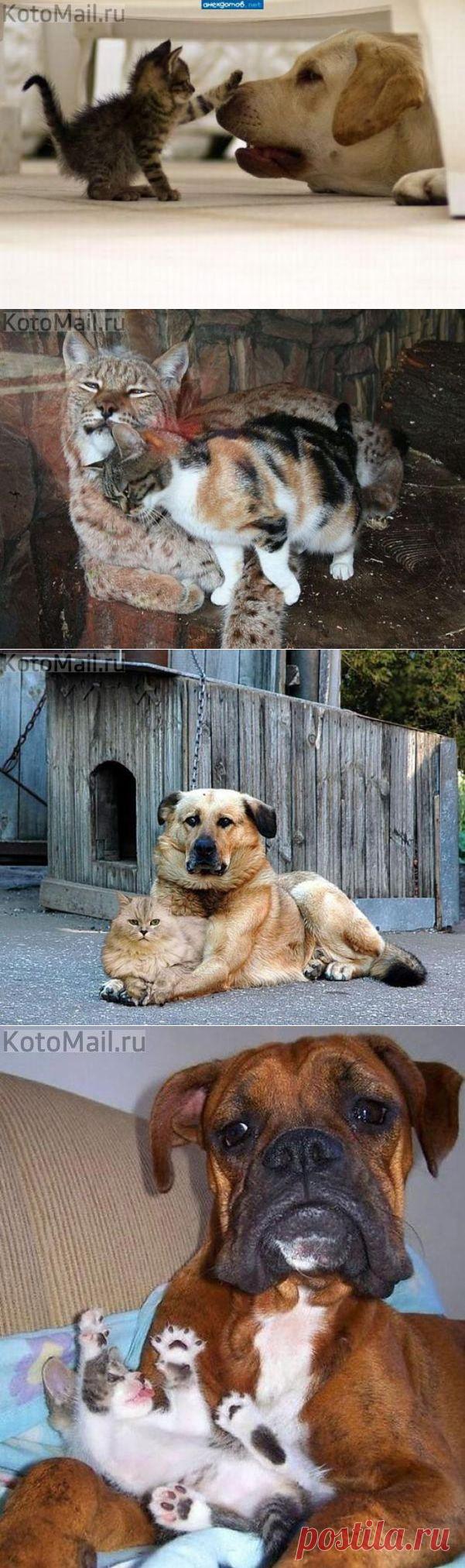 Я здесь главный!!! | KotoMail.ru