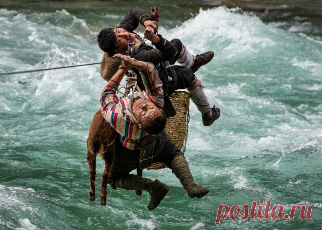 Фото умиротворенной гориллы, пробирающейся сквозь облако бабочек, победило в фотоконкурсе Nature Conservancy | PhotoWebExpo | Яндекс Дзен