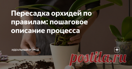 Пересадка орхидей по правилам: пошаговое описание процесса Причины для пересадки орхидей. Подготовка к процессу и его осуществление поэтапно.
