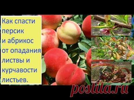 Как спасти персик и абрикос от опадания листвы и курчавости листьев Все начинается после продолжительных майских дождей и резких колебаний температуры и влажности атмосферного воздуха. И многие сорта абрикосов и персиков чутко реагируют на погодные аномалии. Приглашаю к просмотру