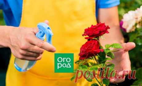 Ошибки, которые вы совершаете при выращивании роз | Розы (Огород.ru)