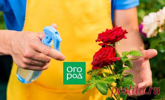 Ошибки, которые вы совершаете при выращивании роз | Розы (Огород.ru)