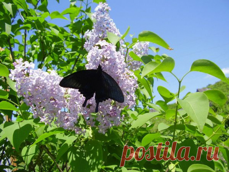 Фотографии Наталья Ляхова | 1303 фото