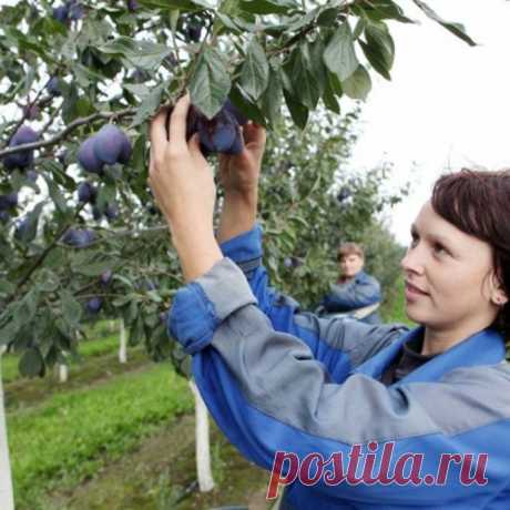 Болеет слива? Как не остаться без урожая