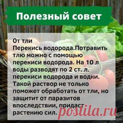 #дачныесоветы