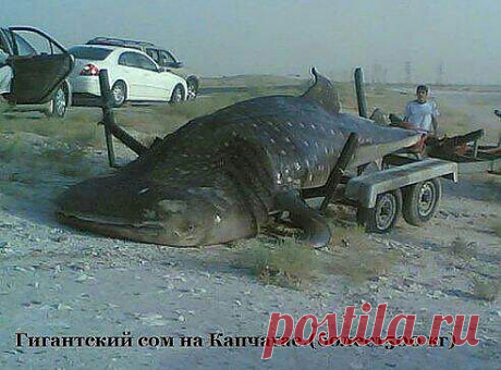 Большая рыба из капчагайа