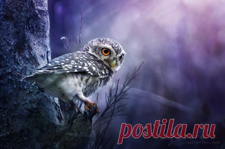 Фото Сова с оранжевыми глазами (Nature, Фотограф Sasi - smit), страница