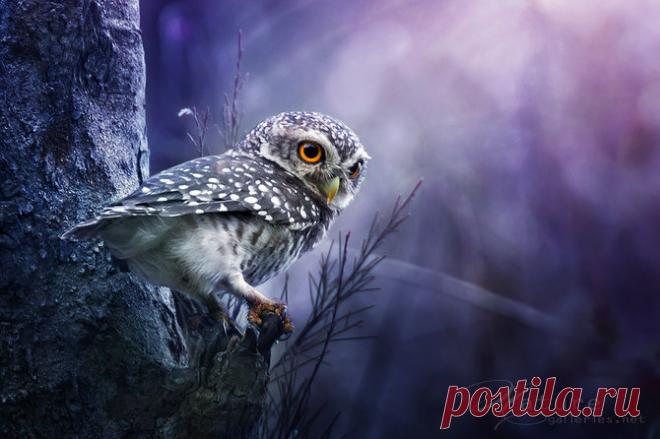 Фото Сова с оранжевыми глазами (Nature, Фотограф Sasi - smit), страница
