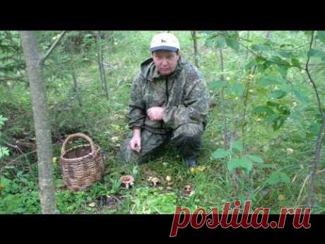 Сыроежки - YouTube