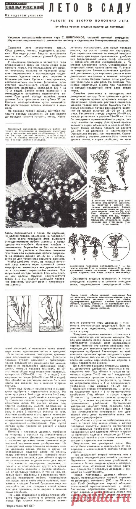 Работы в саду во второй половине лета