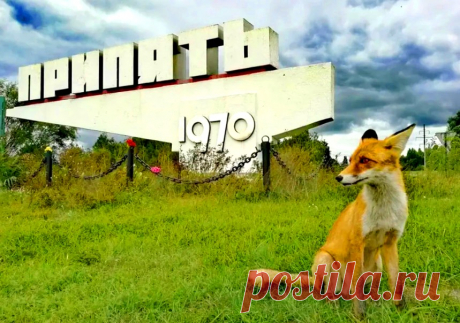 Животные Чернобыльской зоны &amp;raquo; Женский Мир