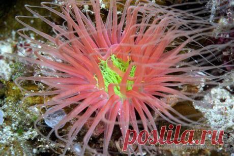 морской анемон: 19 тыс изображений найдено в Яндекс.Картинках