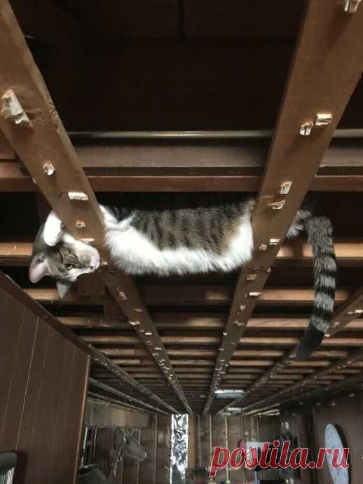 Котейки всегда делают то, что им вздумается