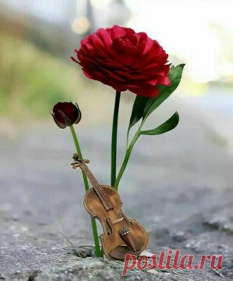 cute beautiful things for dp – Google Поиск