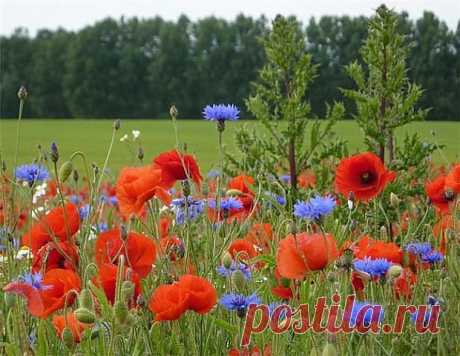 ᴼᴿᴵᴳᴵᴺᴬᴸ   SМАЙЛИКИ   (ړײ)