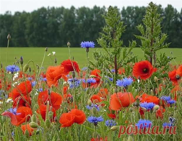 ᴼᴿᴵᴳᴵᴺᴬᴸ   SМАЙЛИКИ   (ړײ)
