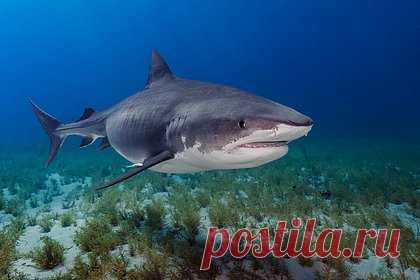 Акула напала на серфера