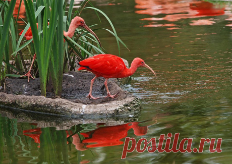 Фото Red &amp; Green - фотограф Jakob Molzen - природа, репортаж, портрет - ФотоФорум.ру