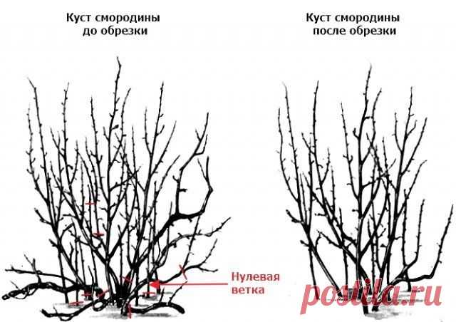 Правильная обрезка смородины | Смородина, крыжовник (Огород.ru)
