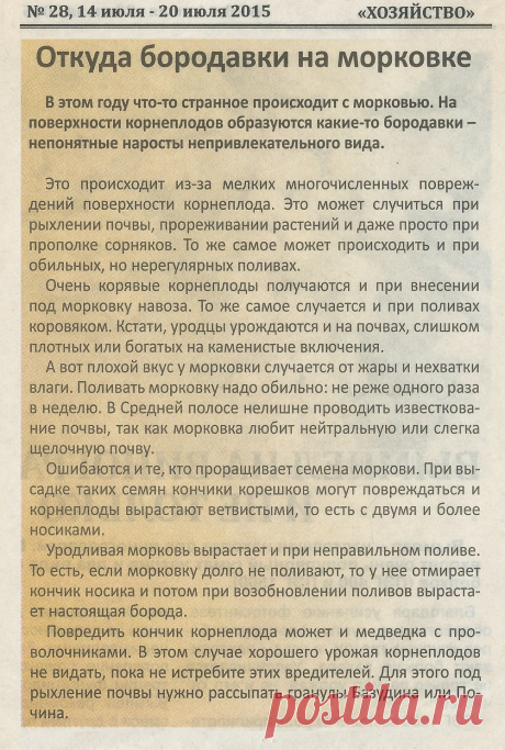 Откуда бородавки на морковке
