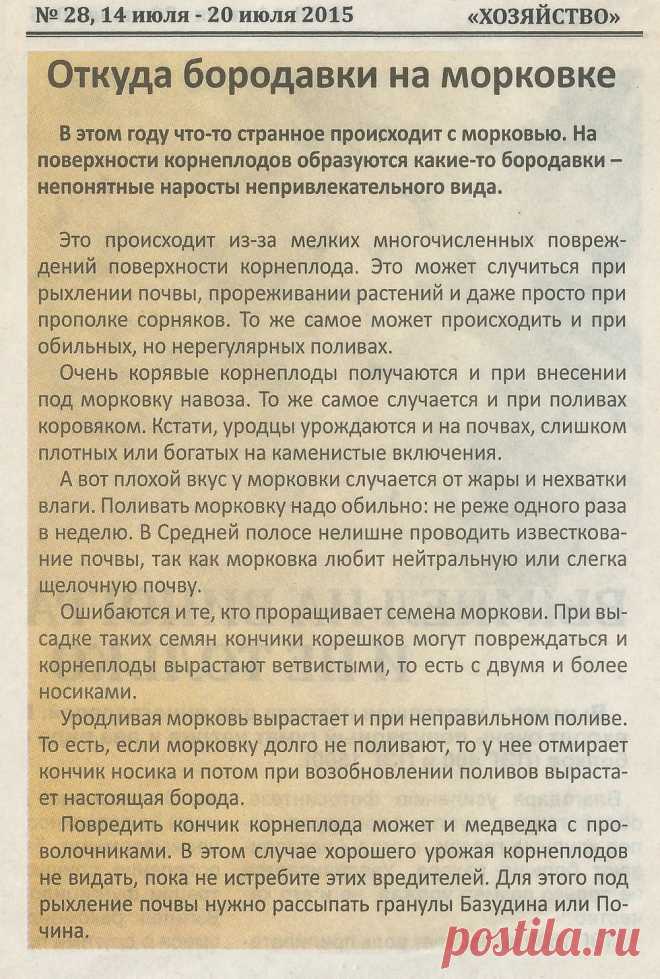 Откуда бородавки на морковке